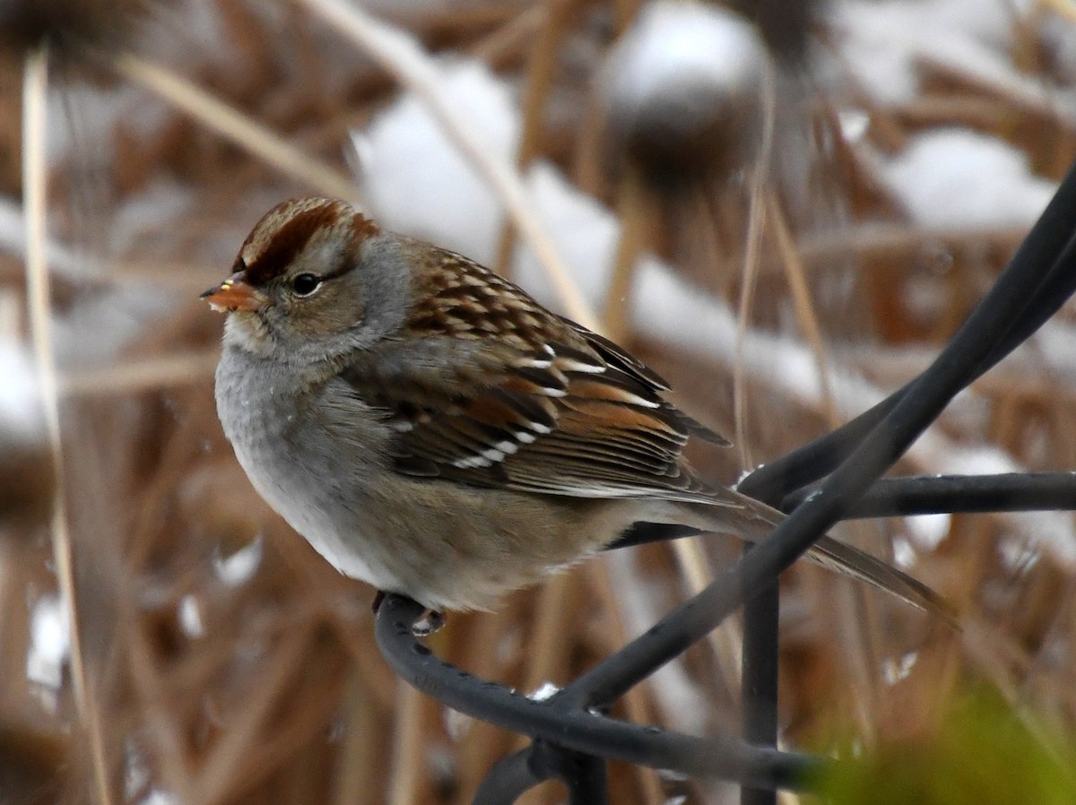 White-crowned Sparrow - ML611885031