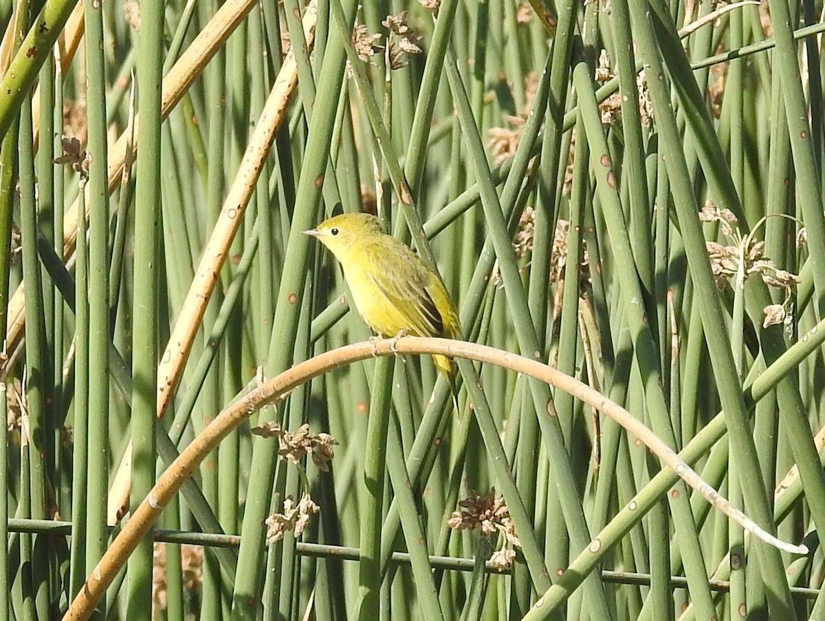 Yellow Warbler - ML611885083