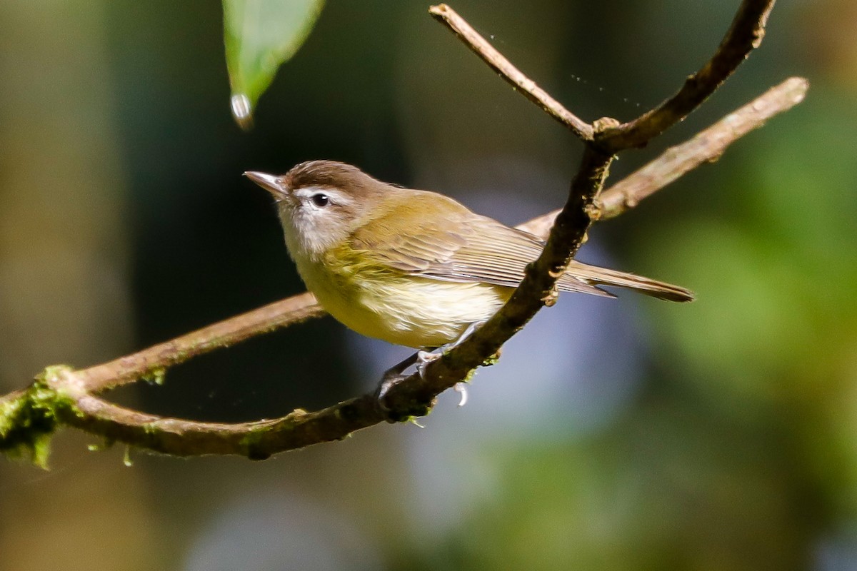 Brown-capped Vireo - Matthew Douglas Gable