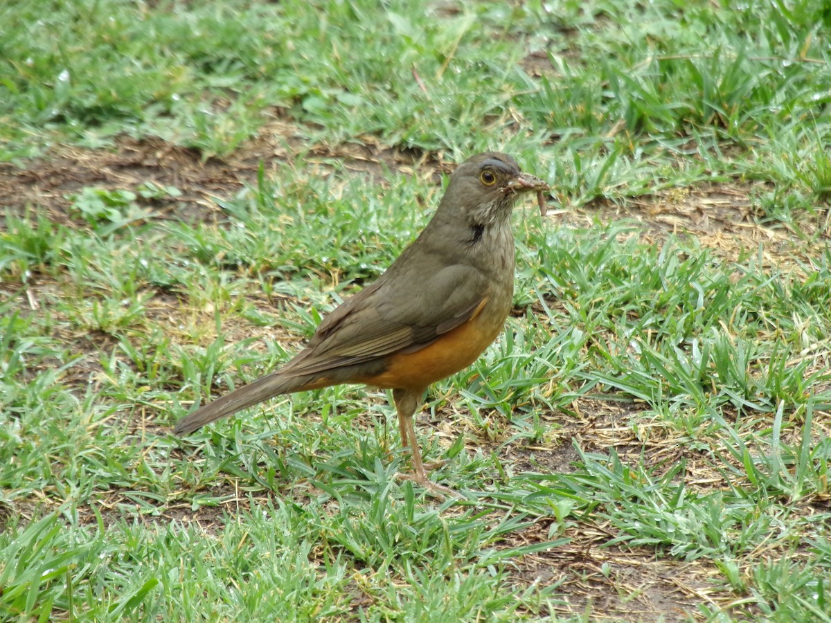 Rufous-bellied Thrush - Martin  Juarez