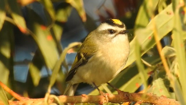 Roitelet à couronne dorée - ML611885192