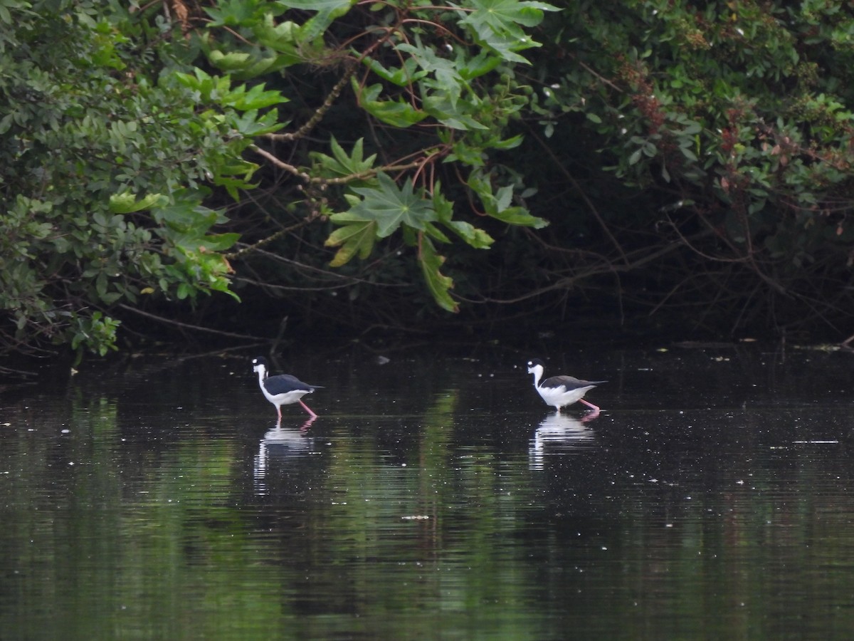 Black-necked Stilt - ML611885204