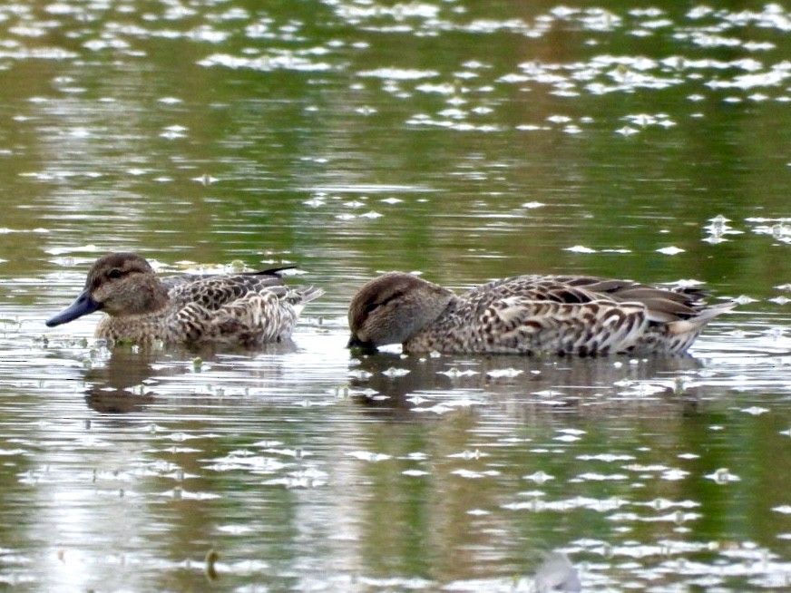 Green-winged Teal - ML611885270