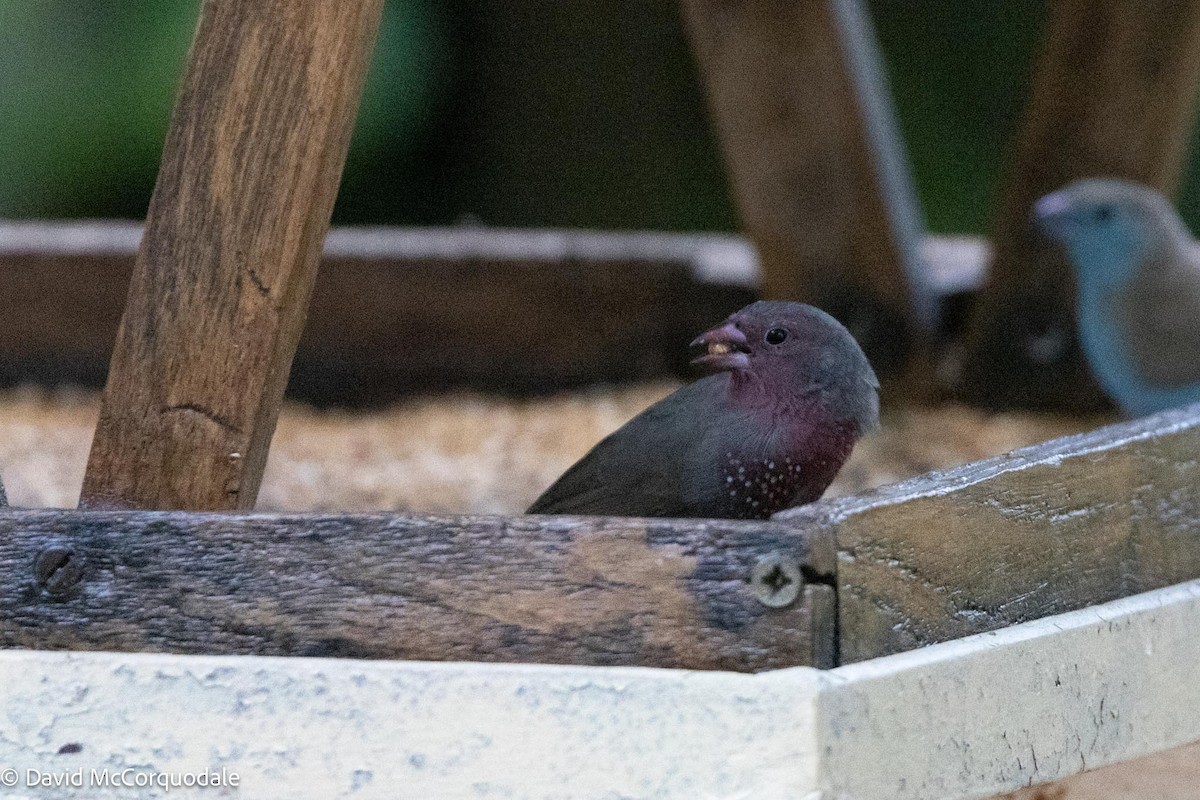 Brown Firefinch - David McCorquodale