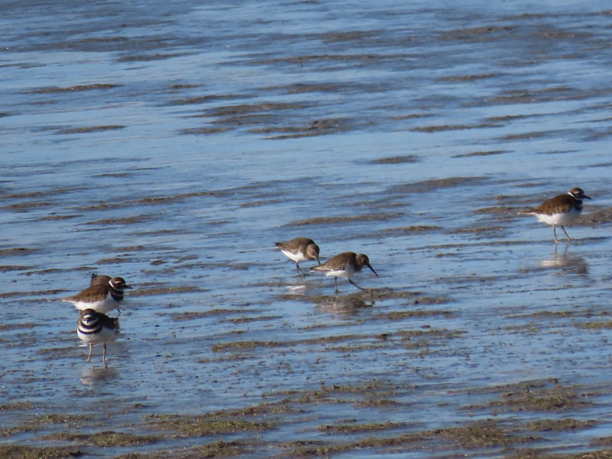 Dunlin - ML611885380