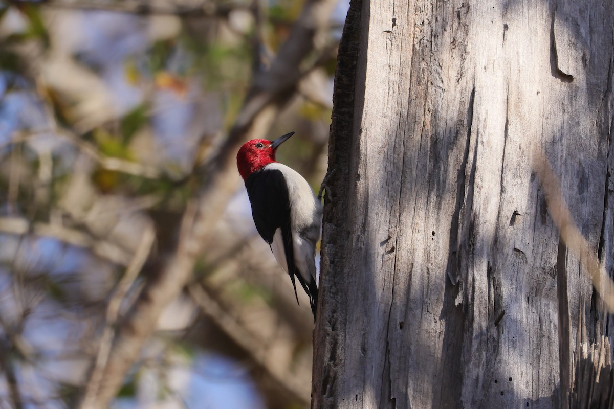 Red-headed Woodpecker - Allan Williams
