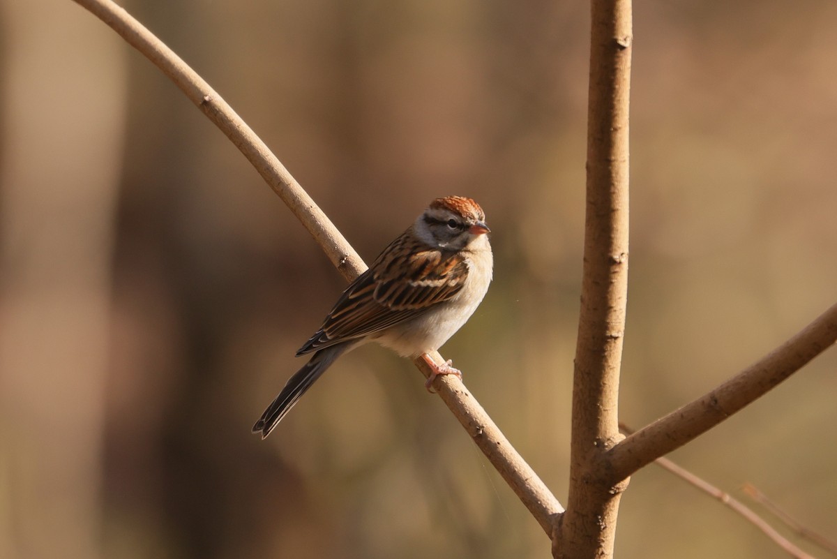 Chipping Sparrow - Allan Williams