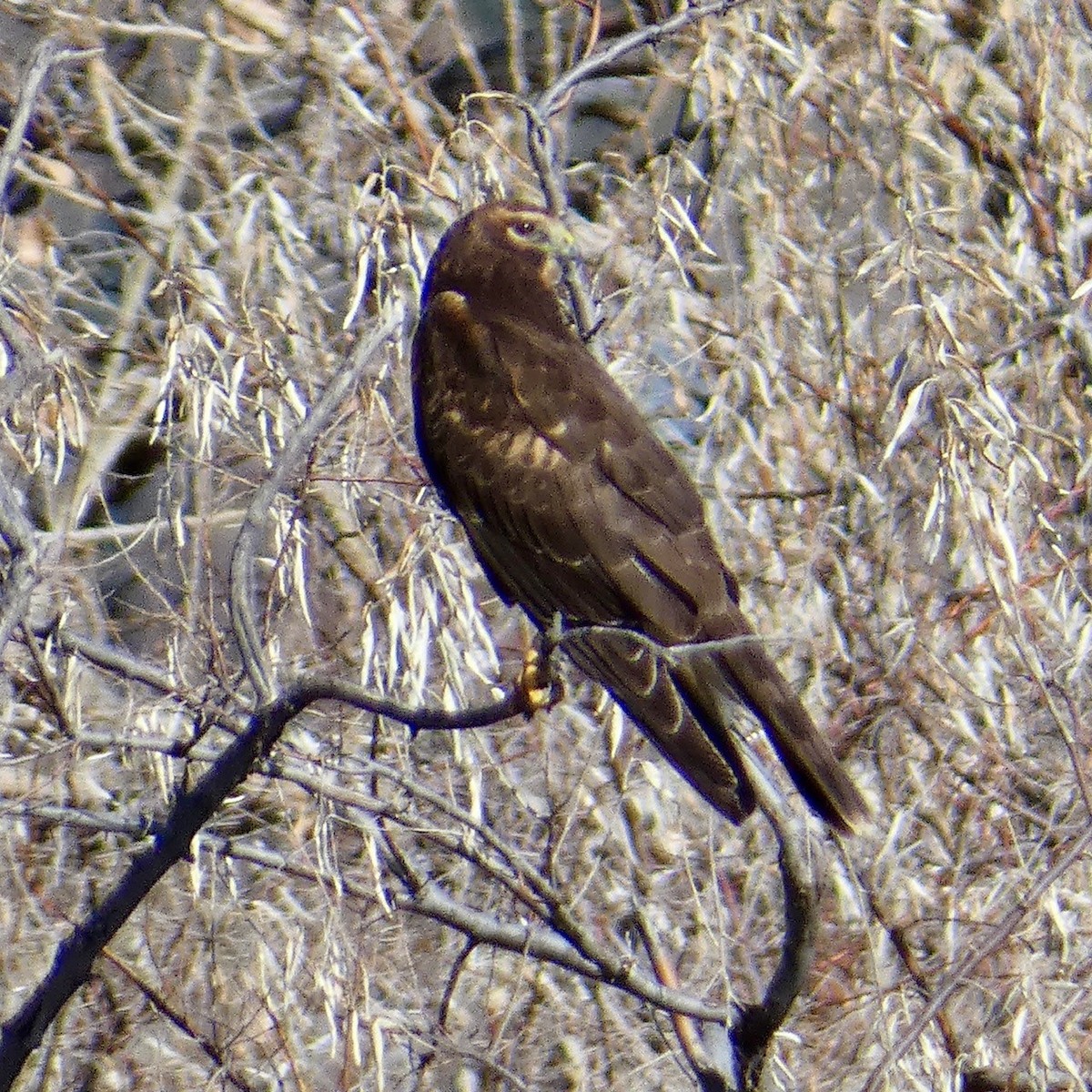 Aguilucho de Hudson - ML611885439