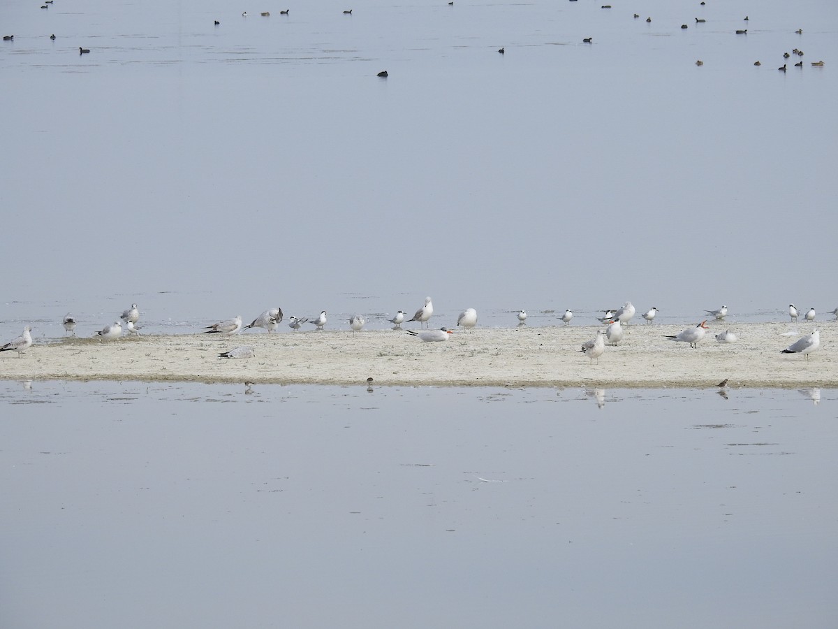 Forster's Tern - ML611885442