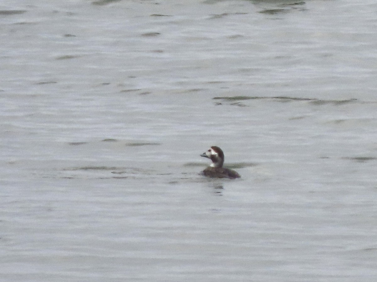 Long-tailed Duck - Lisa Owens