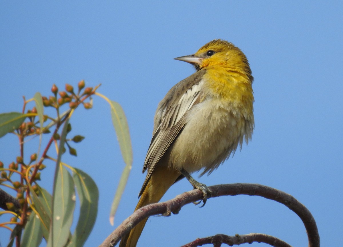 Bullock's Oriole - ML611885471