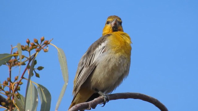 Bullock's Oriole - ML611885488