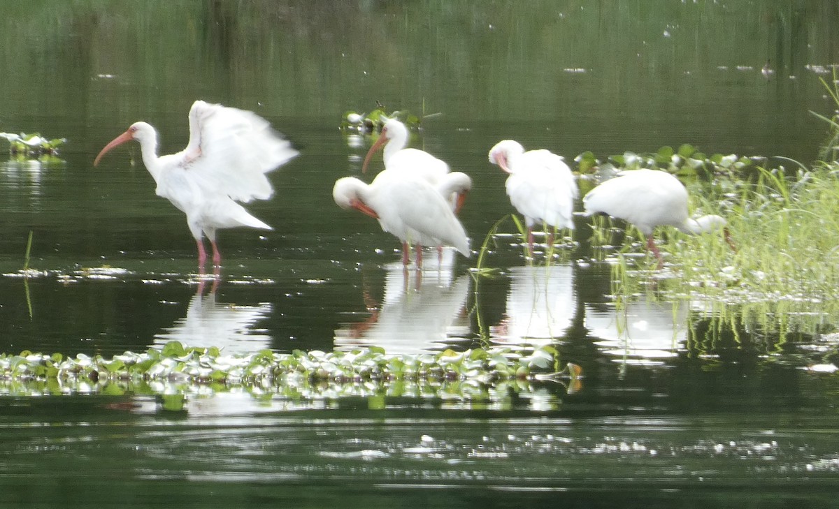 White Ibis - ML611885491