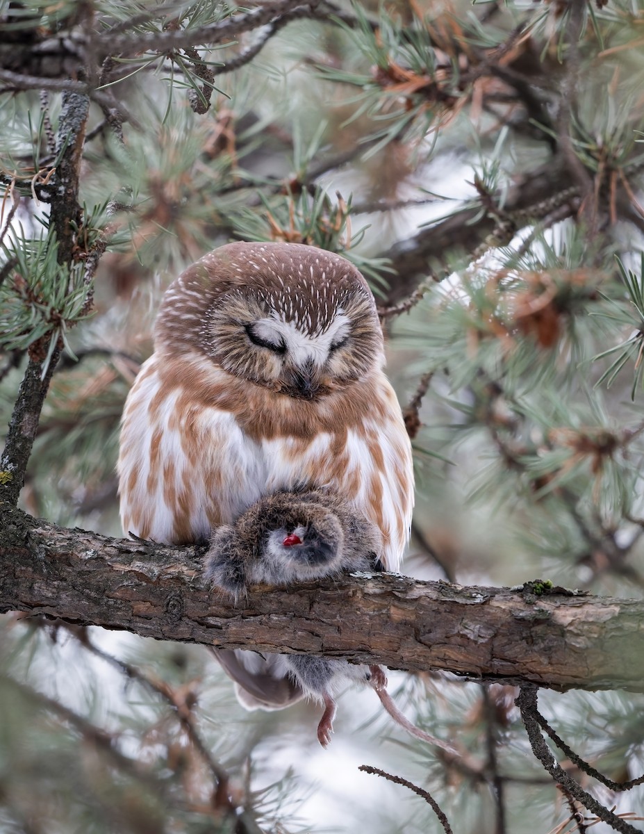 Northern Saw-whet Owl - ML611885520