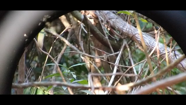 Большеклювый колибри-отшельник (margarettae) - ML611885592