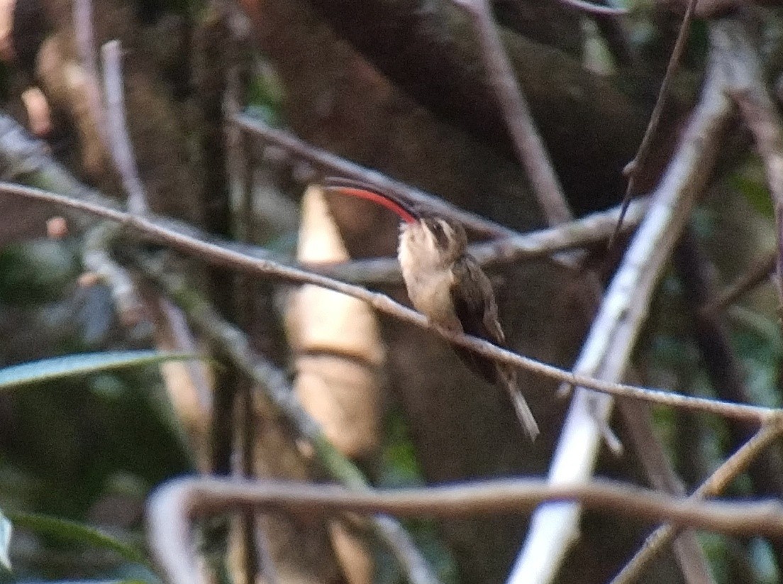 kolibřík dlouhozobý (ssp. margarettae) - ML611885599