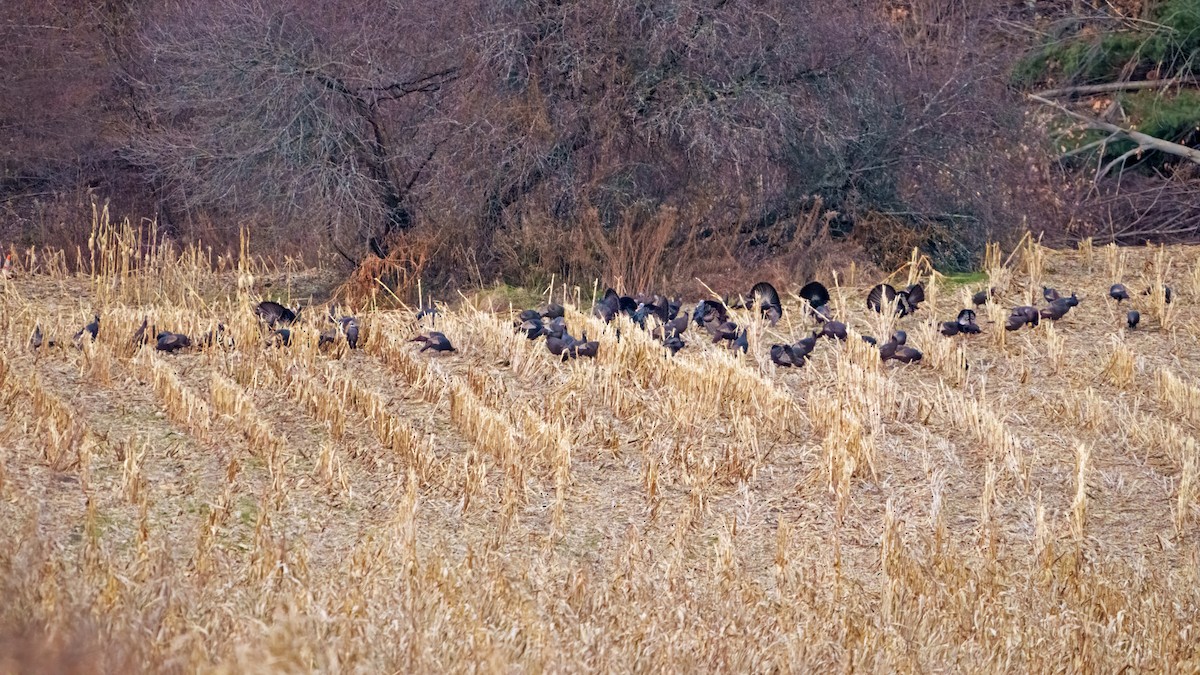 Wild Turkey - Tom Momeyer