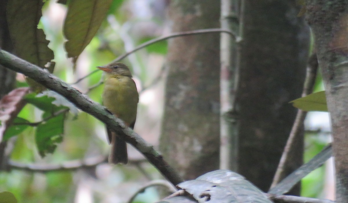 Olive Flyrobin - ML611885685