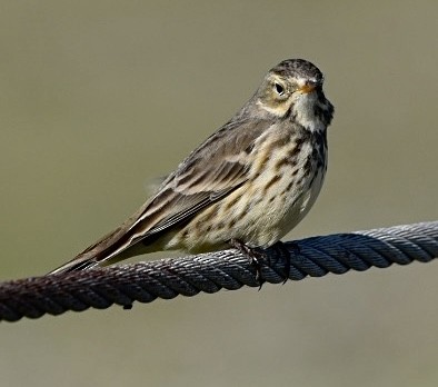 American Pipit - ML611885697