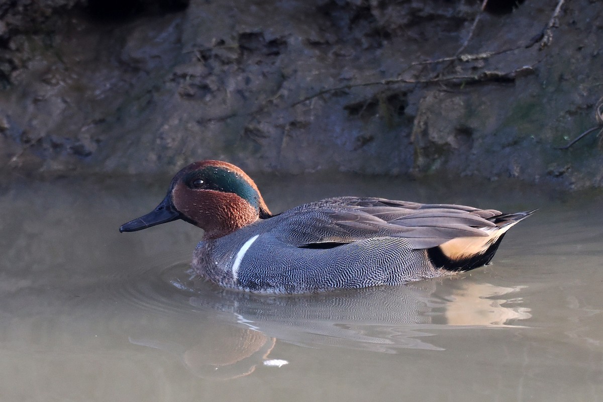 Green-winged Teal - ML611885718