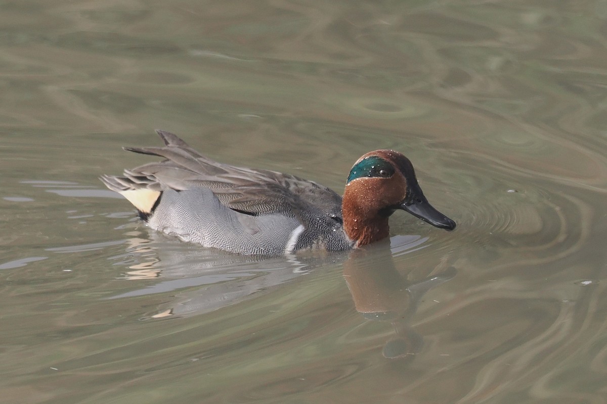 Green-winged Teal - ML611885735