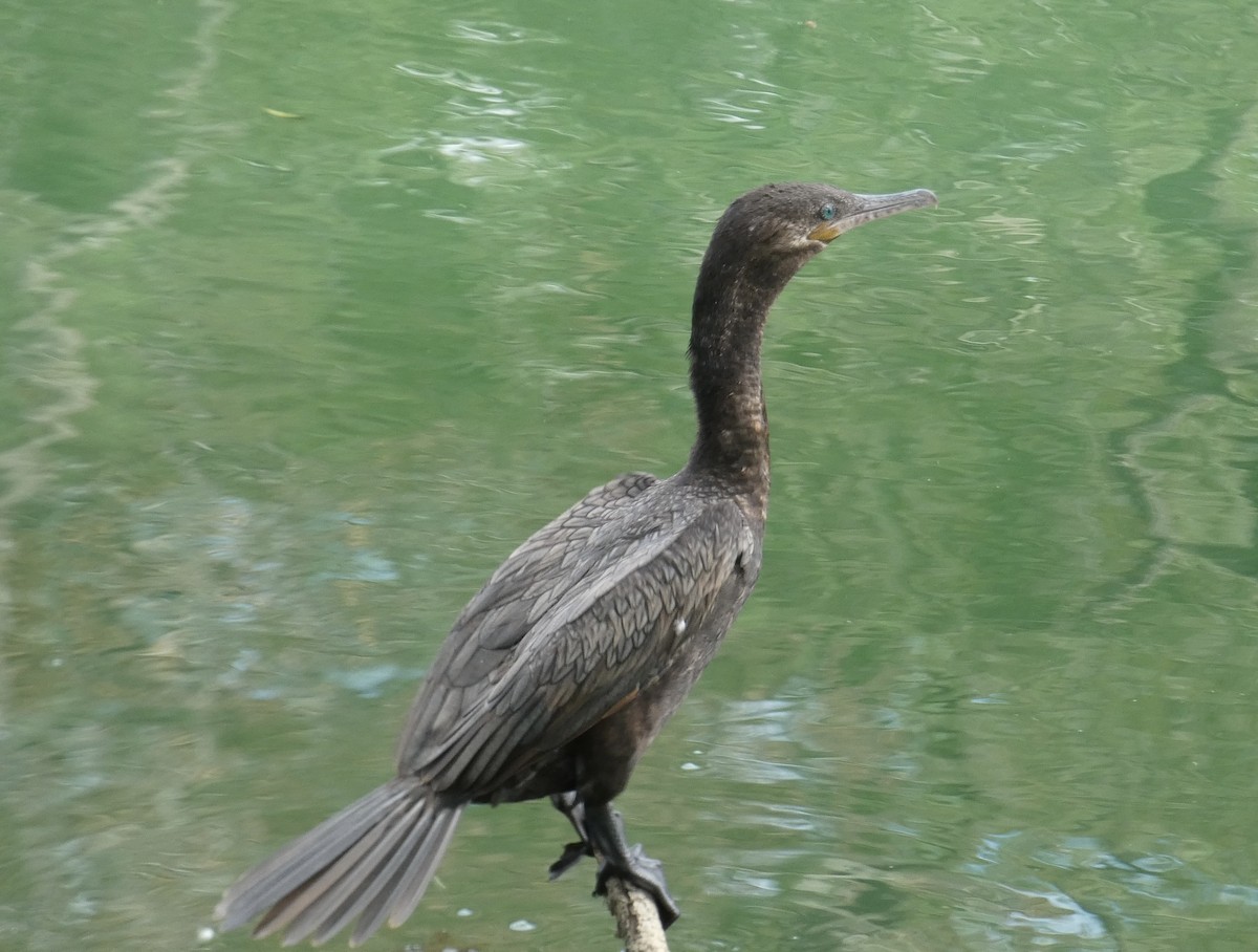 Neotropic Cormorant - ML611885771