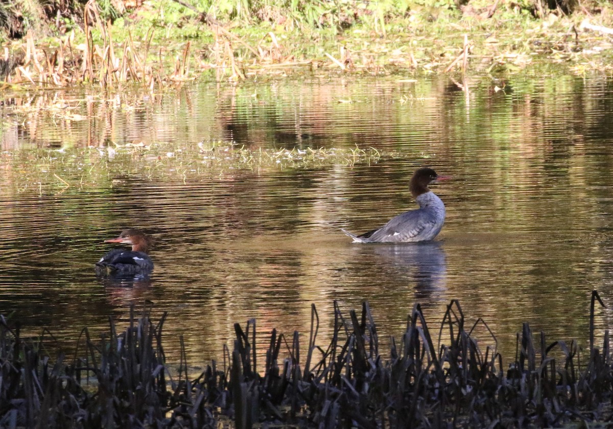 Common Merganser - ML611885792