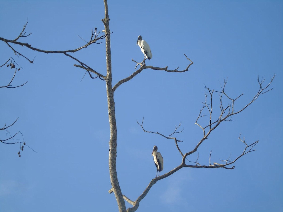 Wood Stork - ML611885871