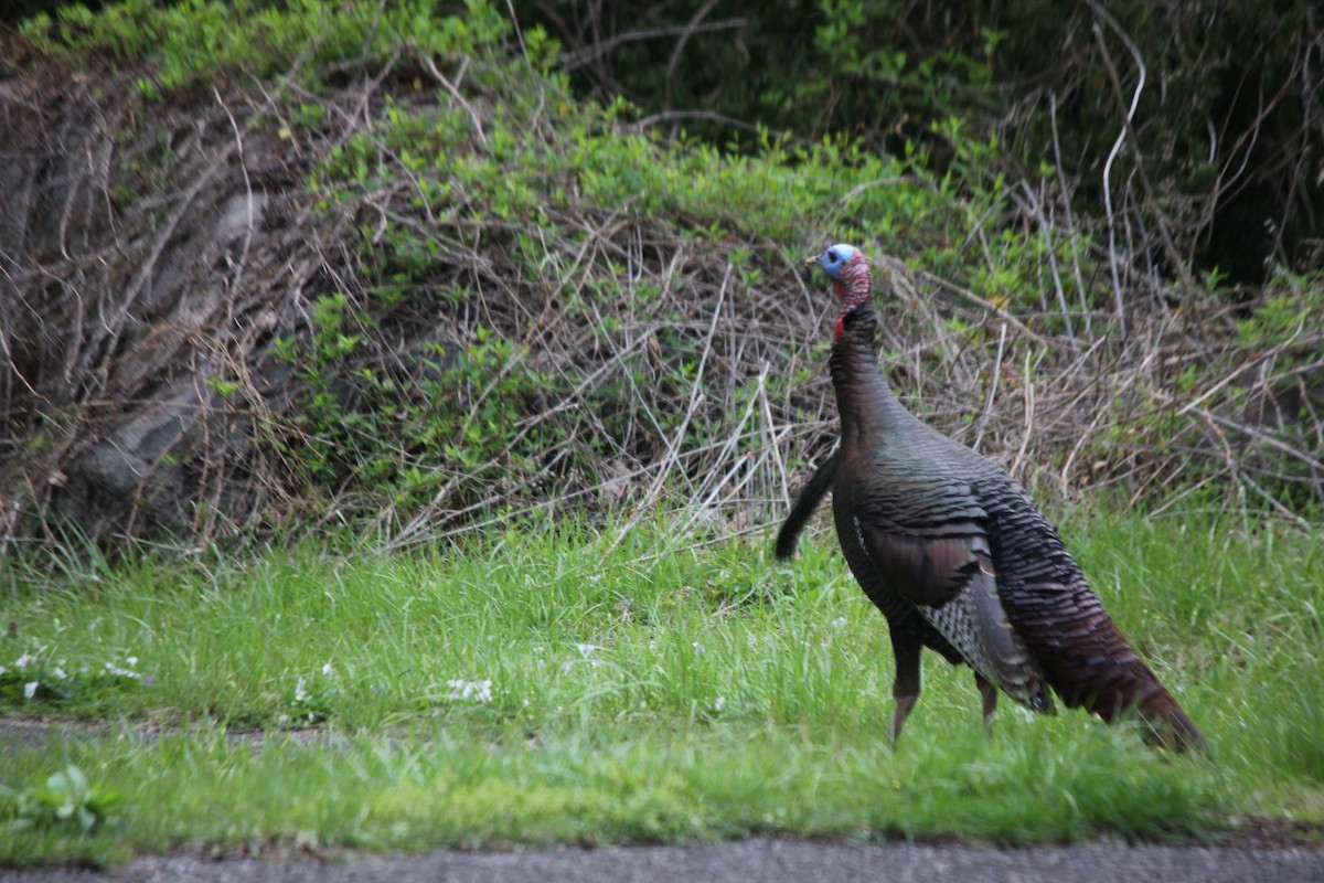 Wild Turkey - ML611885896