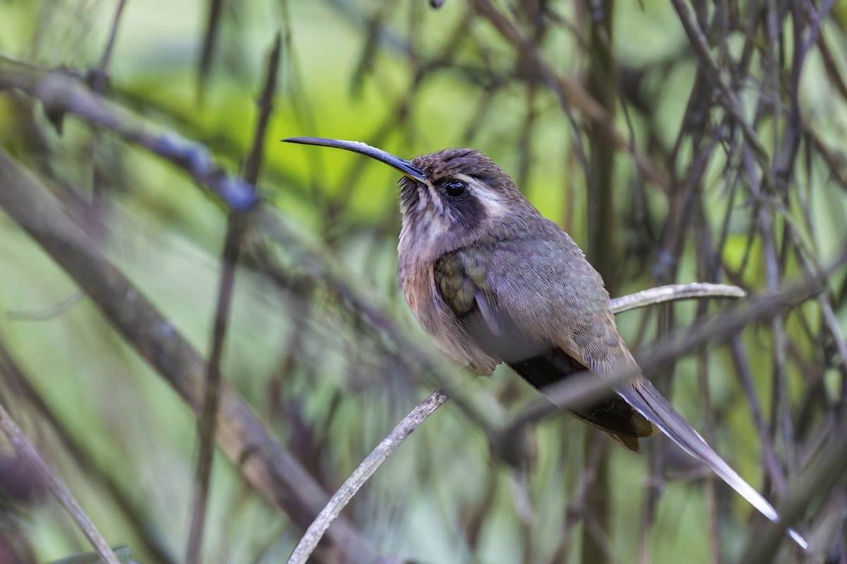 kolibřík temnohrdlý - ML611886030