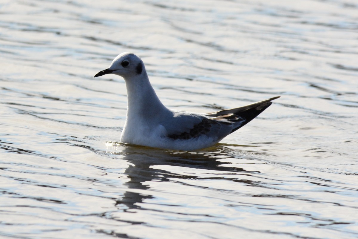 Bonaparte's Gull - ML611886098