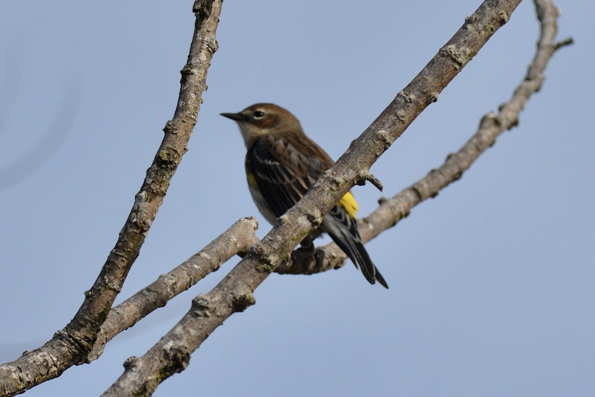 Yellow-rumped Warbler - ML611886134