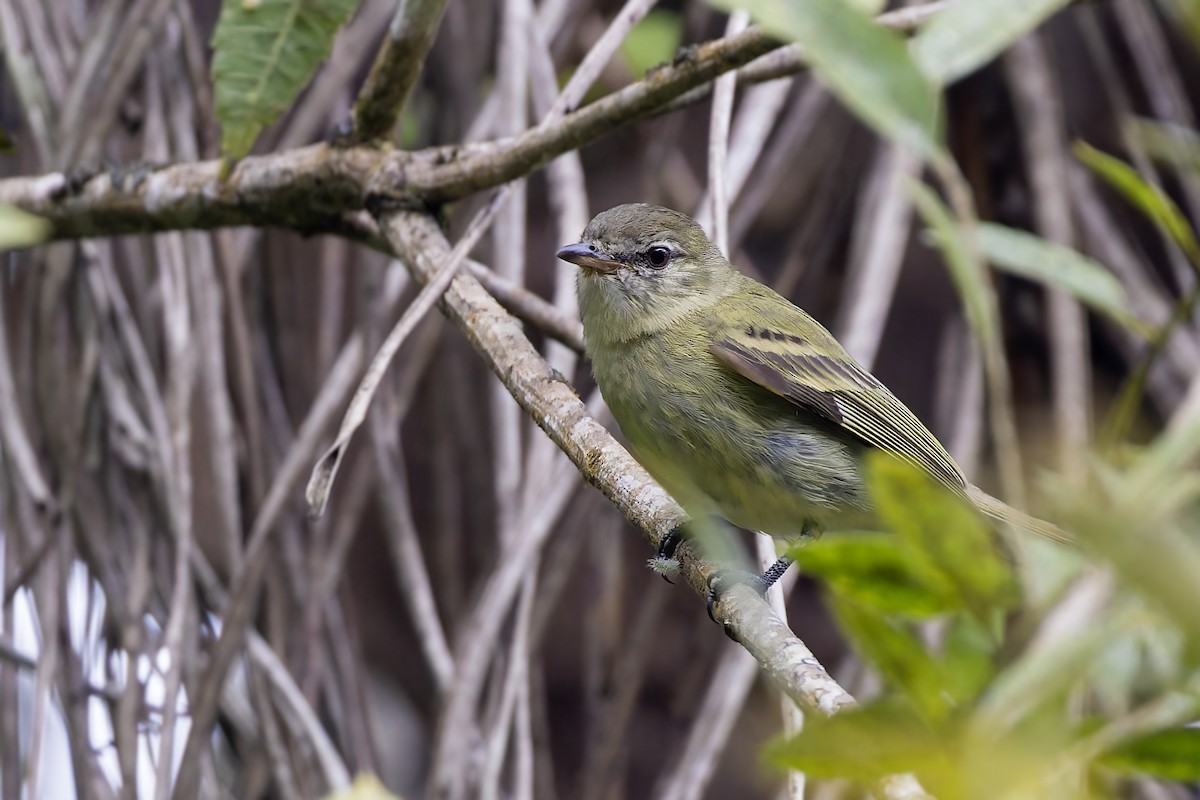 Oustalet's Tyrannulet - ML611886171