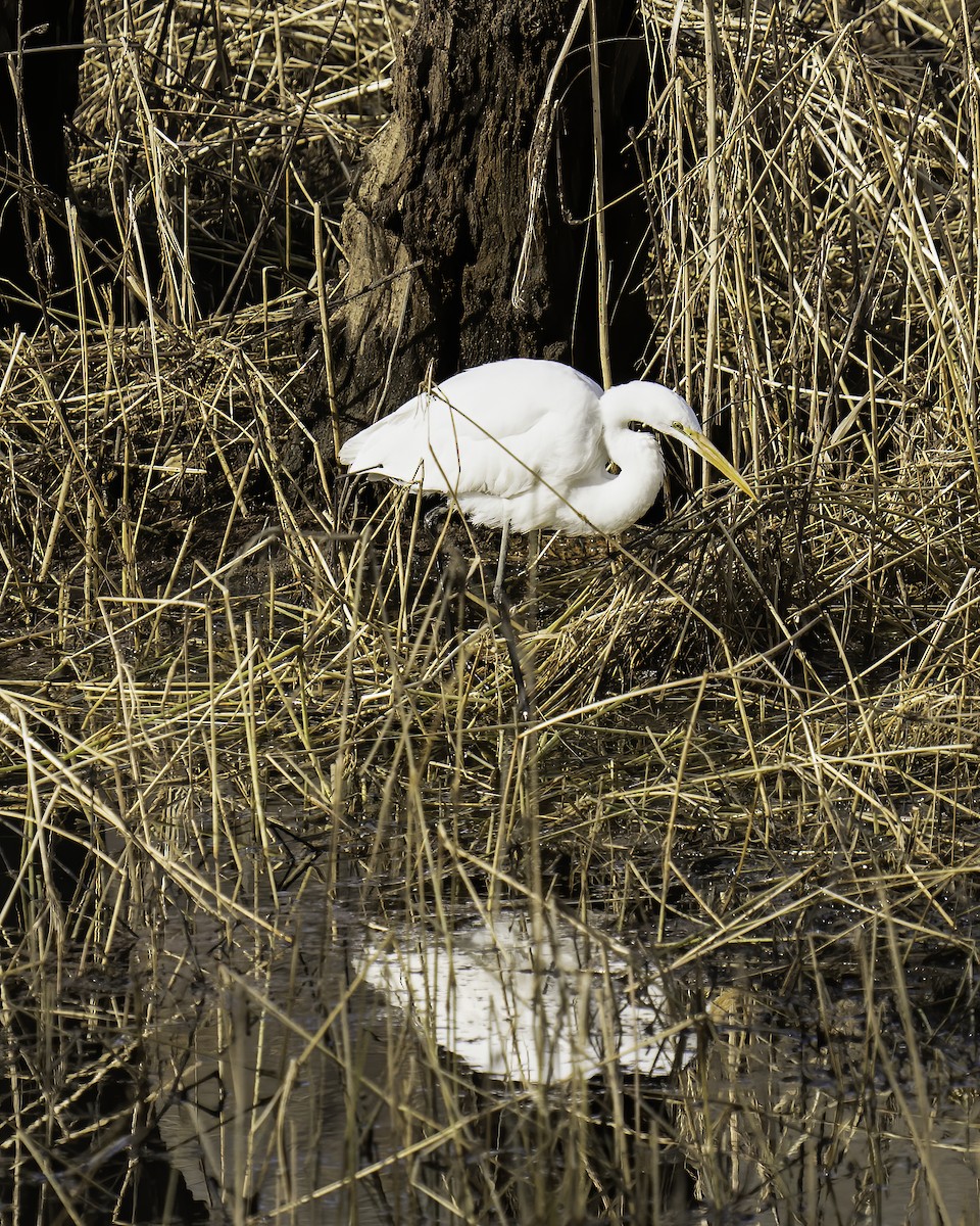 Great Egret - Cathy Severson