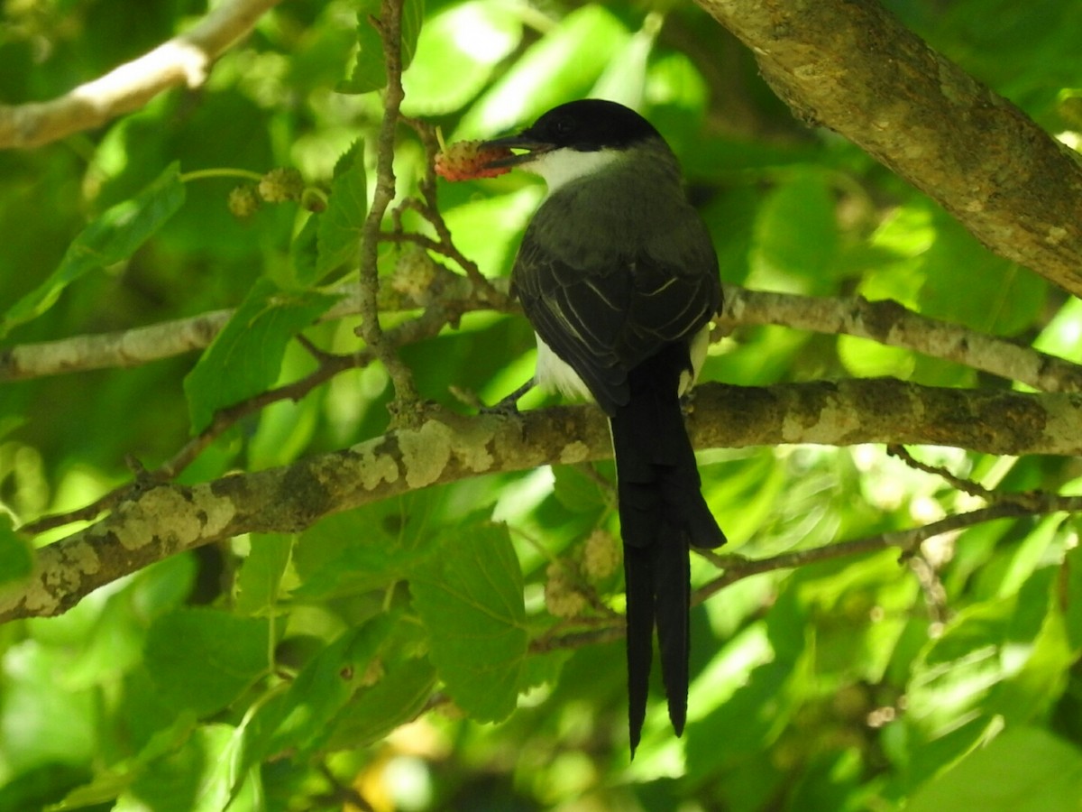 Fork-tailed Flycatcher - ML611886300