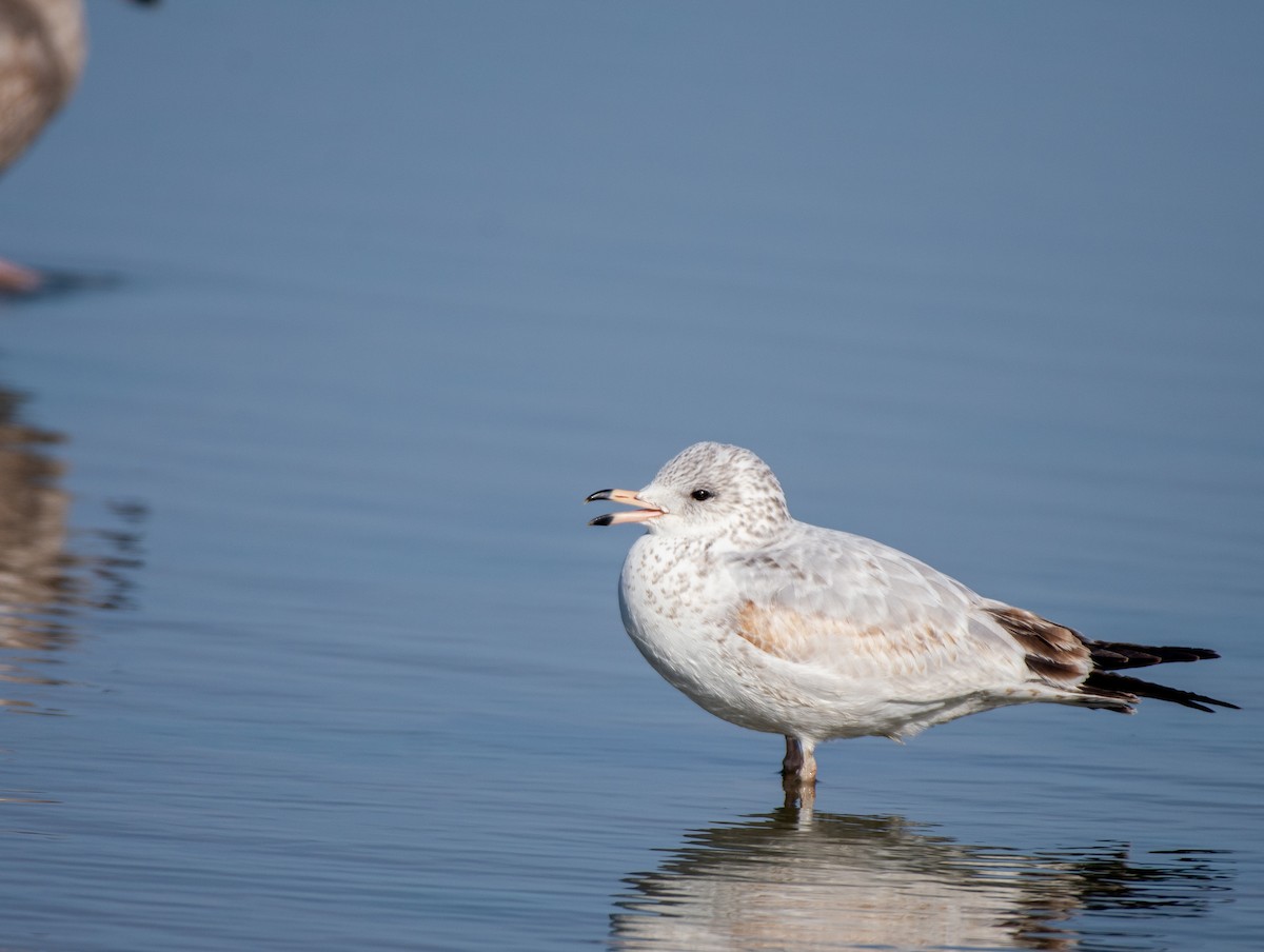Ring-billed Gull - ML611886305