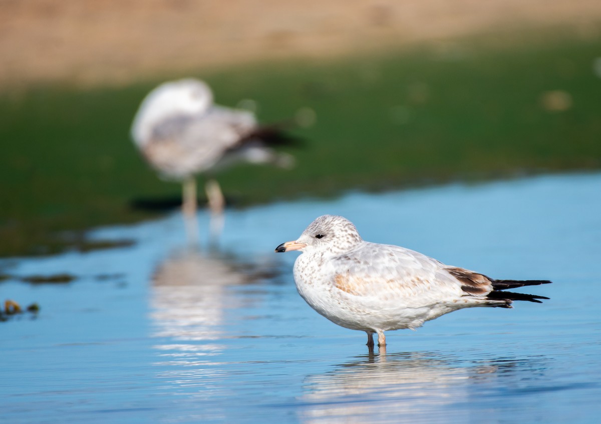 Ring-billed Gull - ML611886307