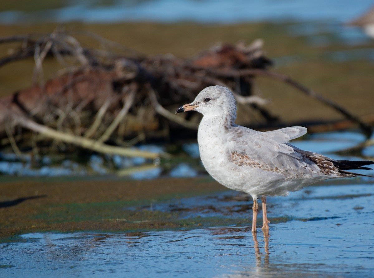 Ring-billed Gull - ML611886309
