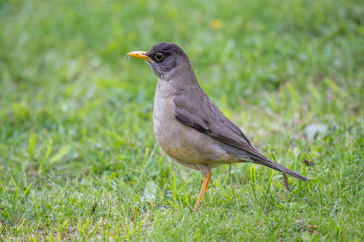 Austral Thrush - ML611886369