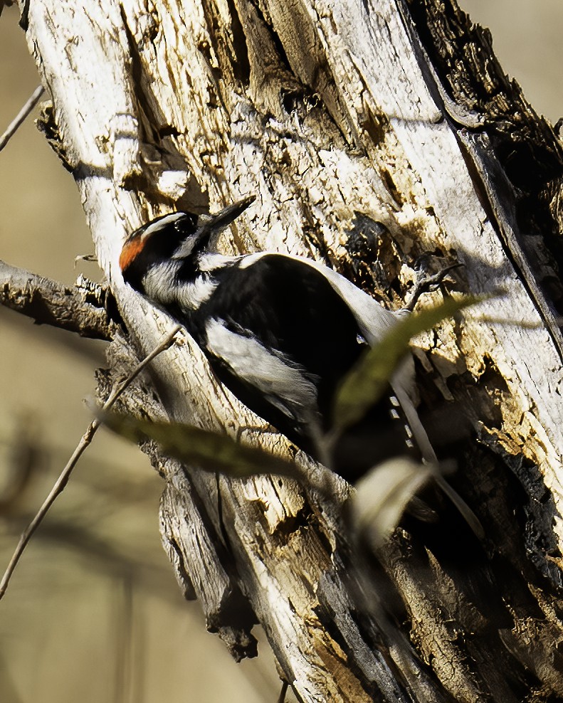 Hairy Woodpecker - ML611886384