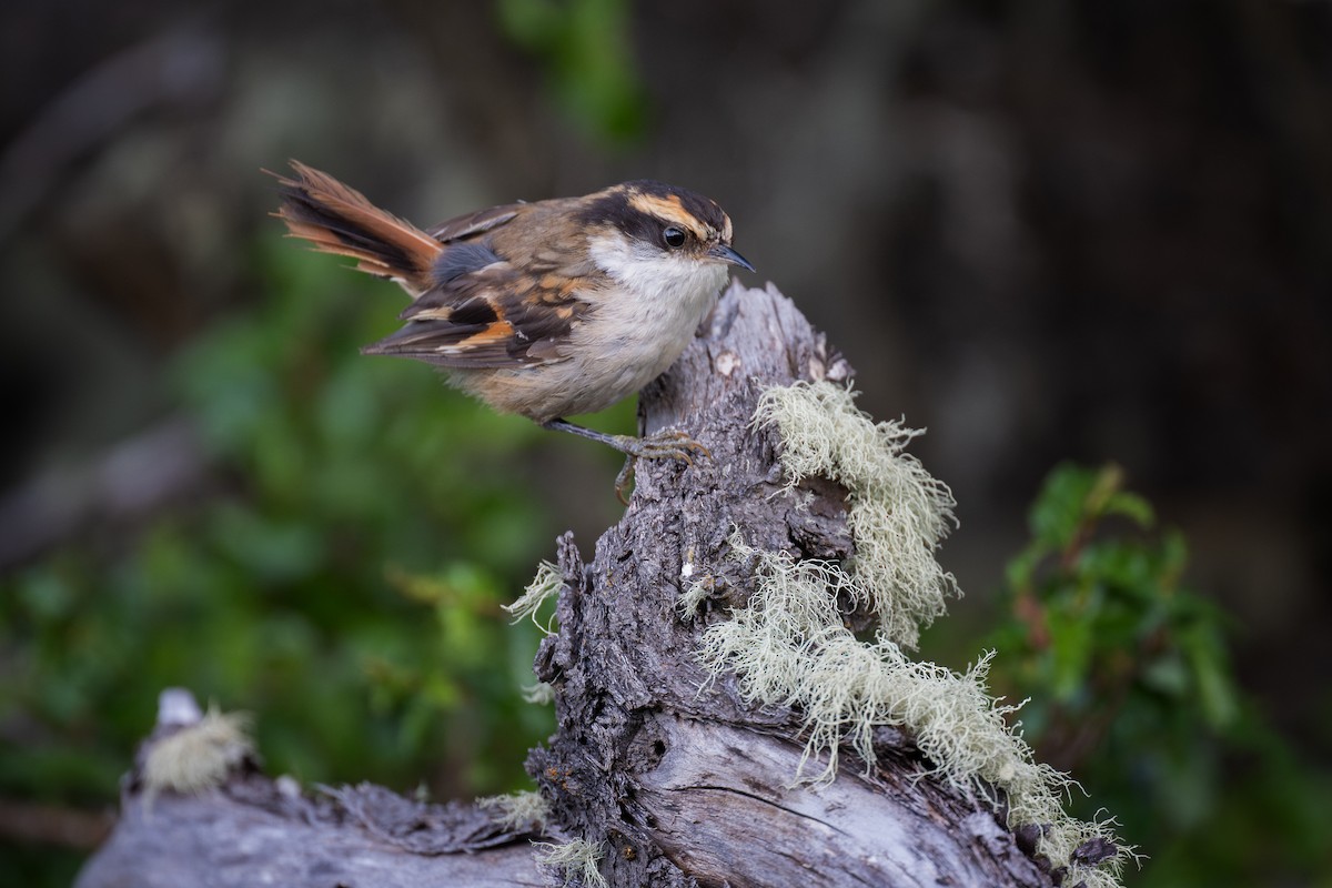 Thorn-tailed Rayadito - ML611886417