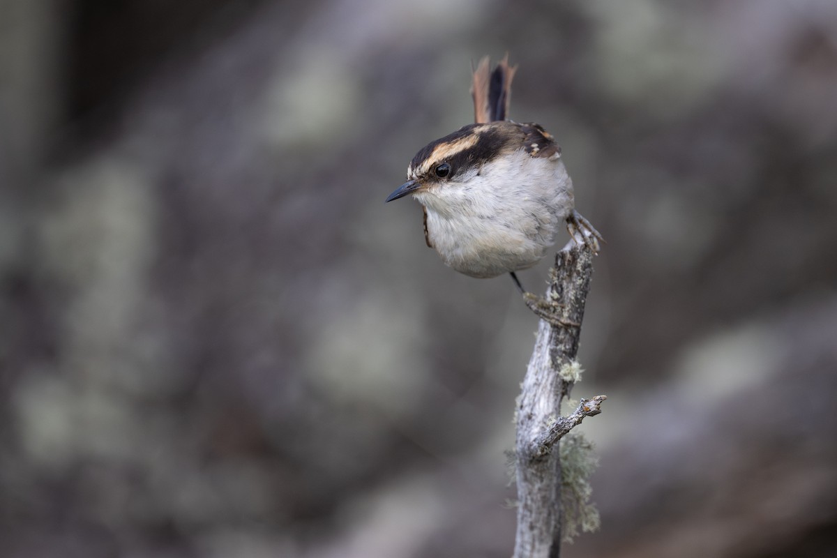 Thorn-tailed Rayadito - Charles Thomas