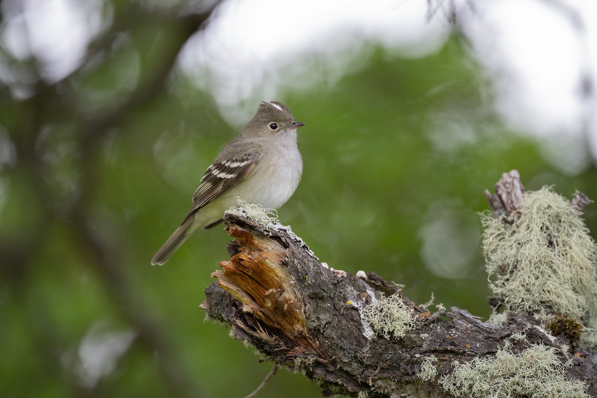 Ak Tepeli Elenya (chilensis) - ML611886454