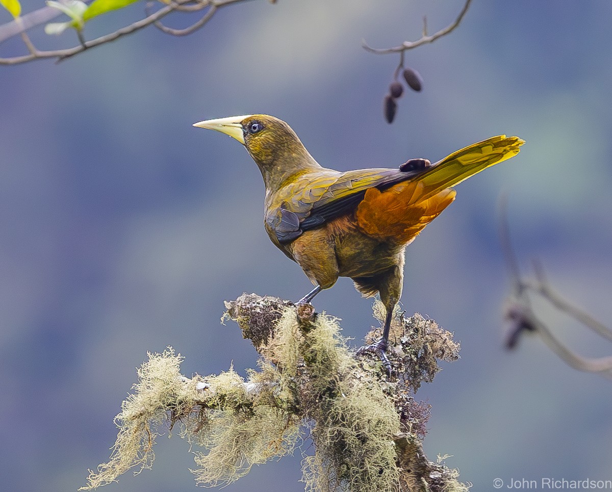 Dusky-green Oropendola - ML611886462