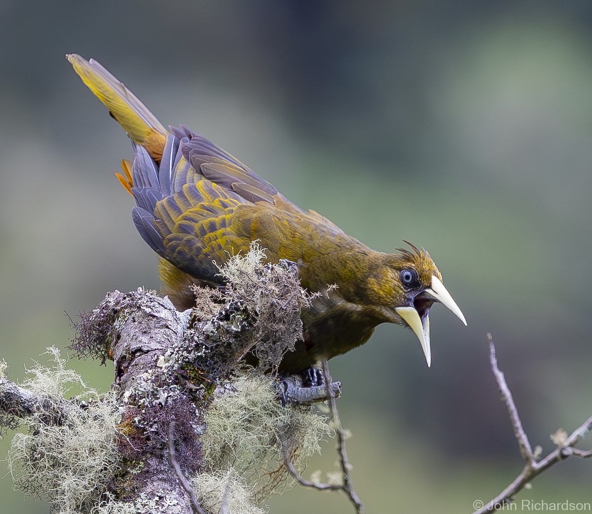 Dusky-green Oropendola - ML611886464