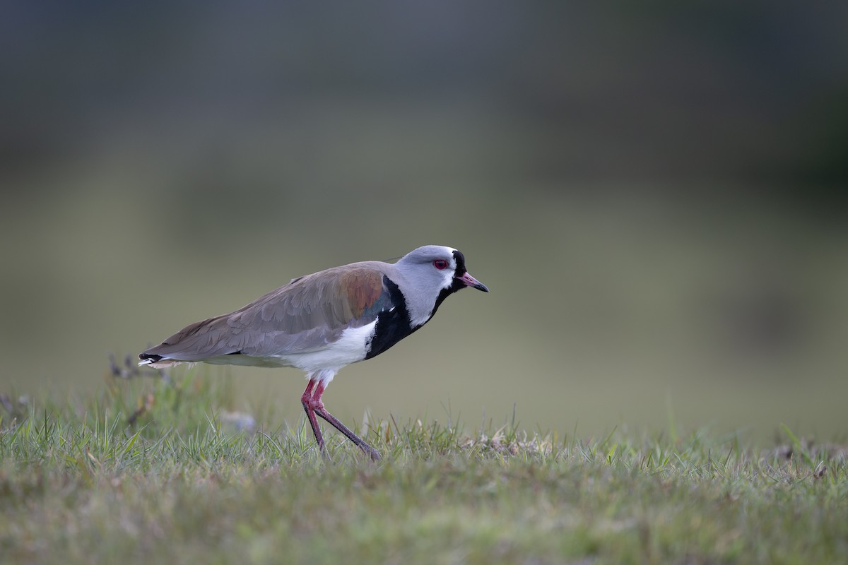 Southern Lapwing - ML611886481