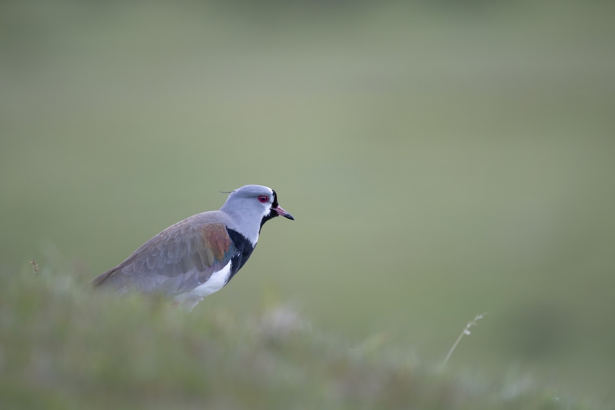 Southern Lapwing - ML611886485