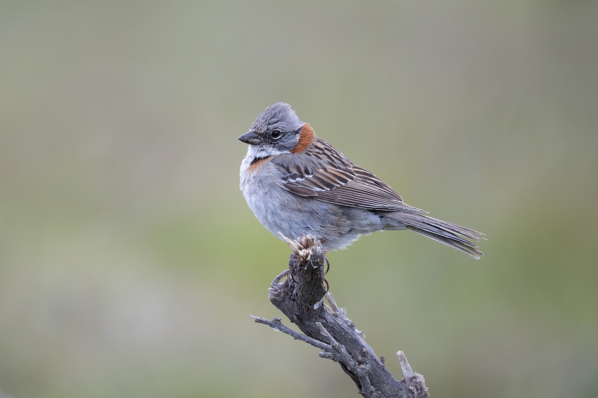 Rufous-collared Sparrow (Patagonian) - Charles Thomas