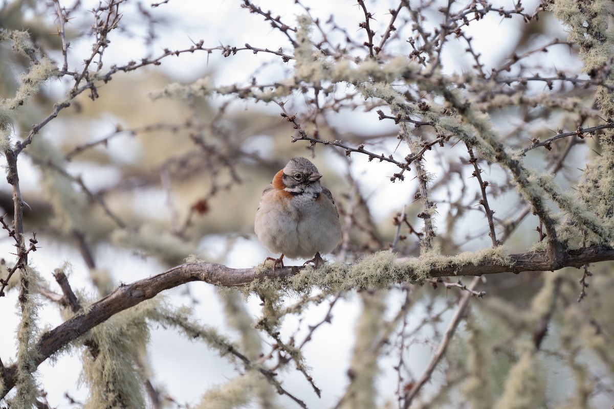 アカエリシトド（australis） - ML611886564