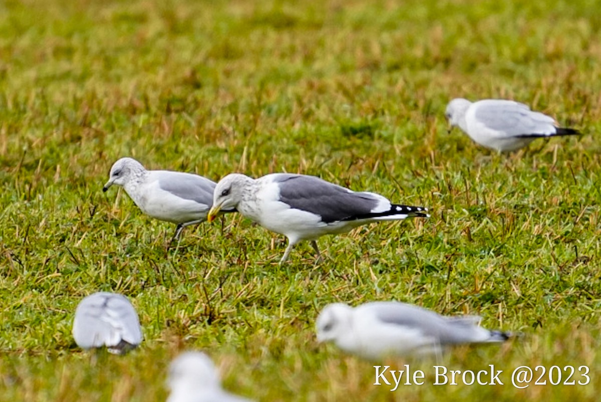 Lesser Black-backed Gull - Kyle Brock